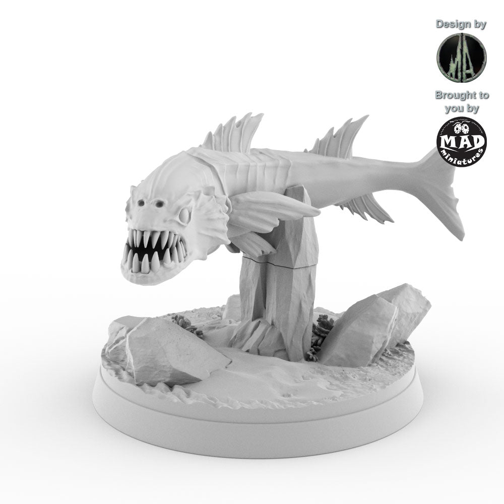 The Barracuda