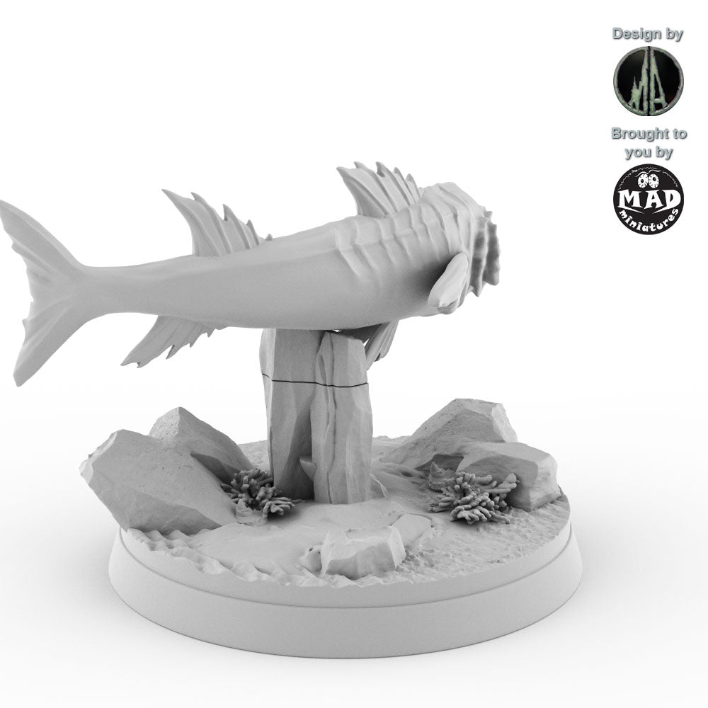 The Barracuda