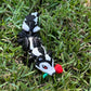 Sweetheart Skunk