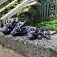 Baby Dark Heart Dragon
