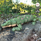 Saltwater Crocodile