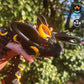 Nightwing Dragon