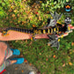 Nightwing Dragon