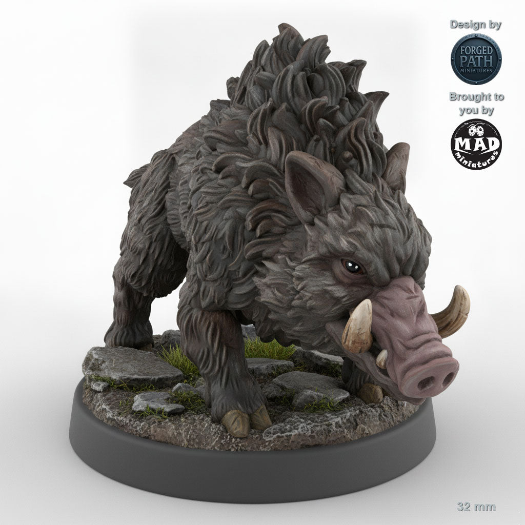 Adult Boar A