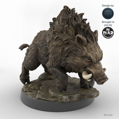 Adult Boar B