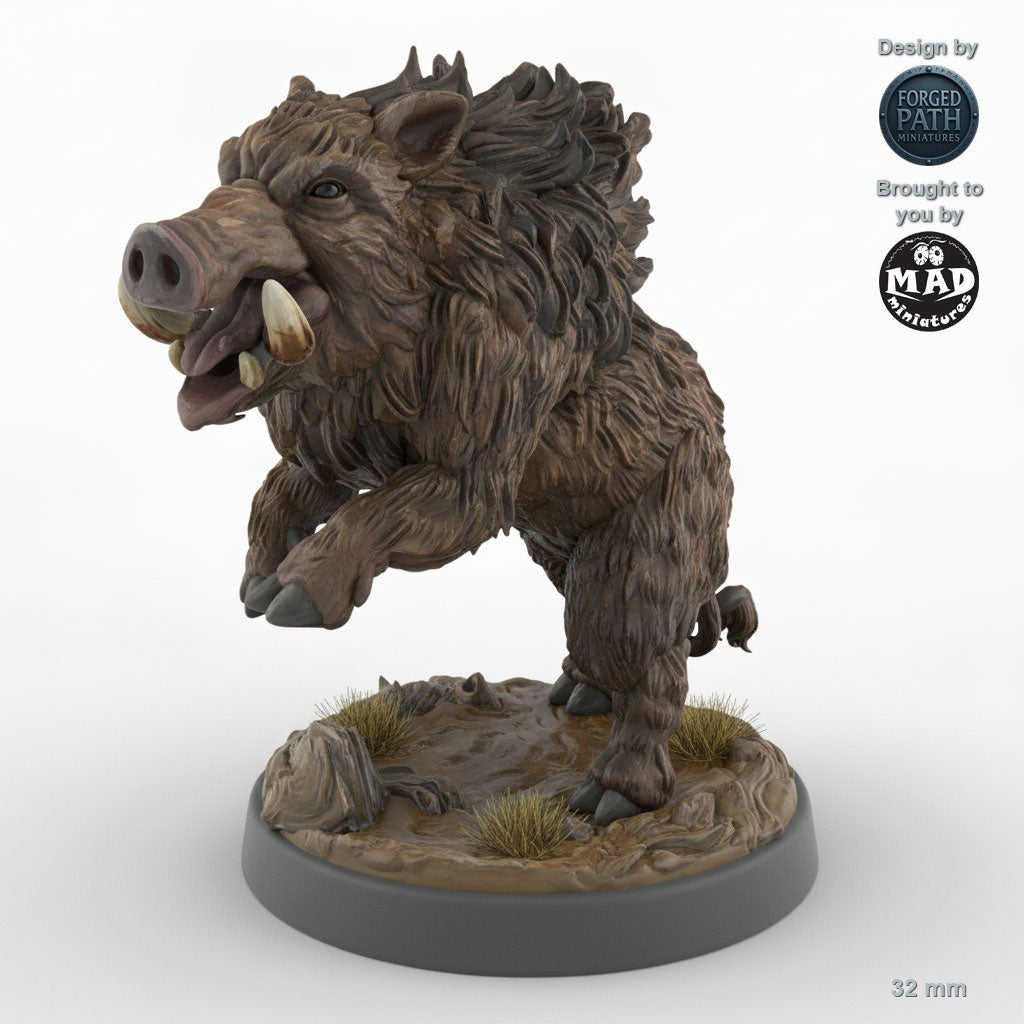 Adult Boar C