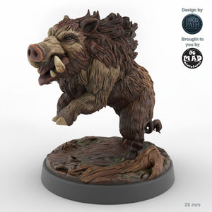 Adult Boar C